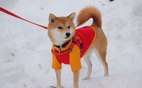 仰泳技术动作流畅性提升策略,仰泳完整配合技术口诀