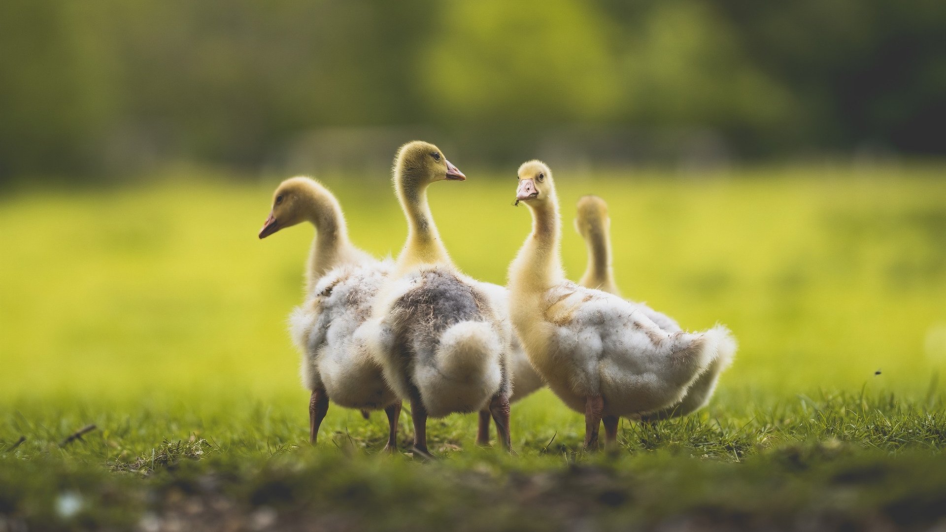 爱游戏娱乐平台-波兰队赛场表现剖析：如何在国际乒联混合团体世界杯中应对挑战