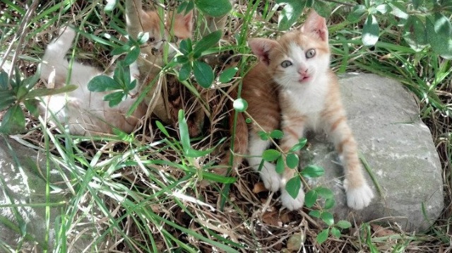 2026世界杯场馆“智造”，融合绿色科技与智能设施成为行业典范