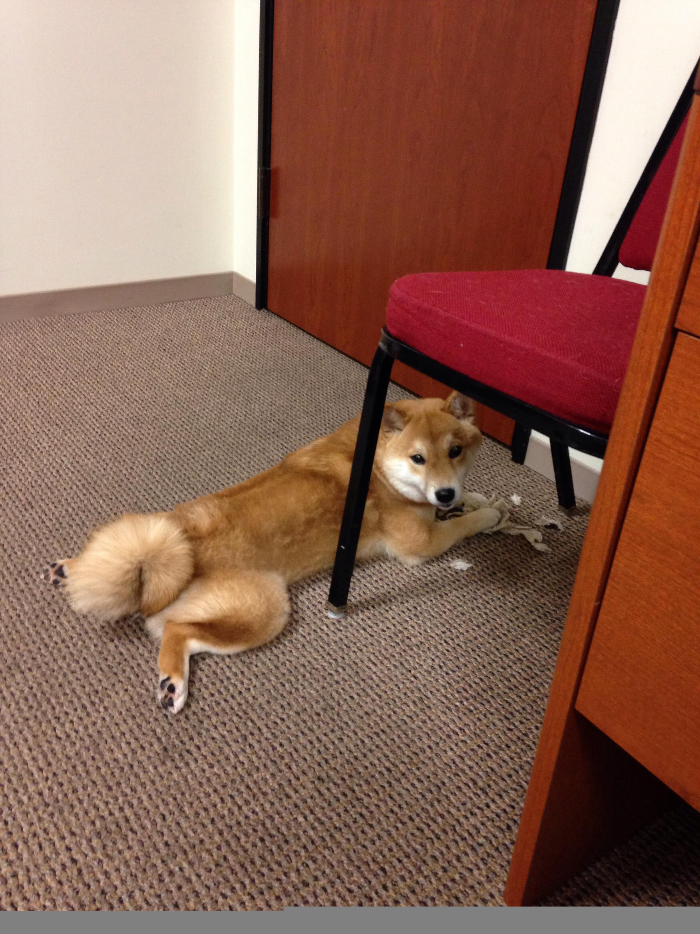 中国足球职业联赛球队伤病防护体系完善，中国足球队受伤