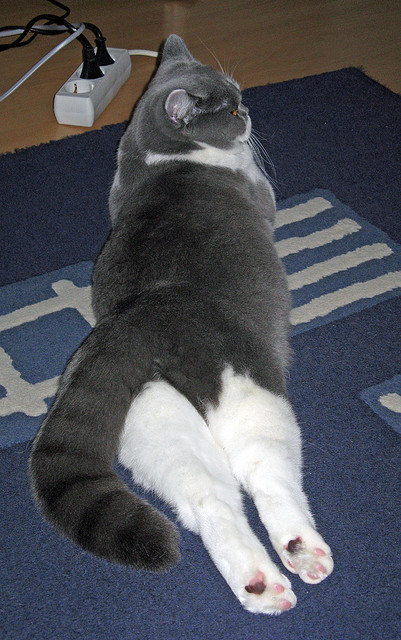 AYX体育官网-冷静与爆发并存 梅尔滕斯稳扎稳打，梅尔滕斯为什么叫梅坚柔