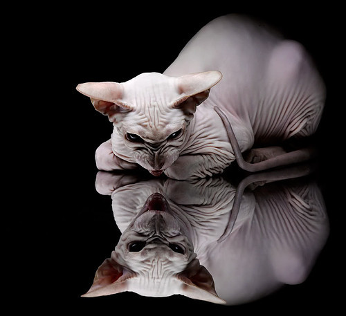 布克三分准星回暖太阳主场豪取五连胜，布克三分球大赛记录