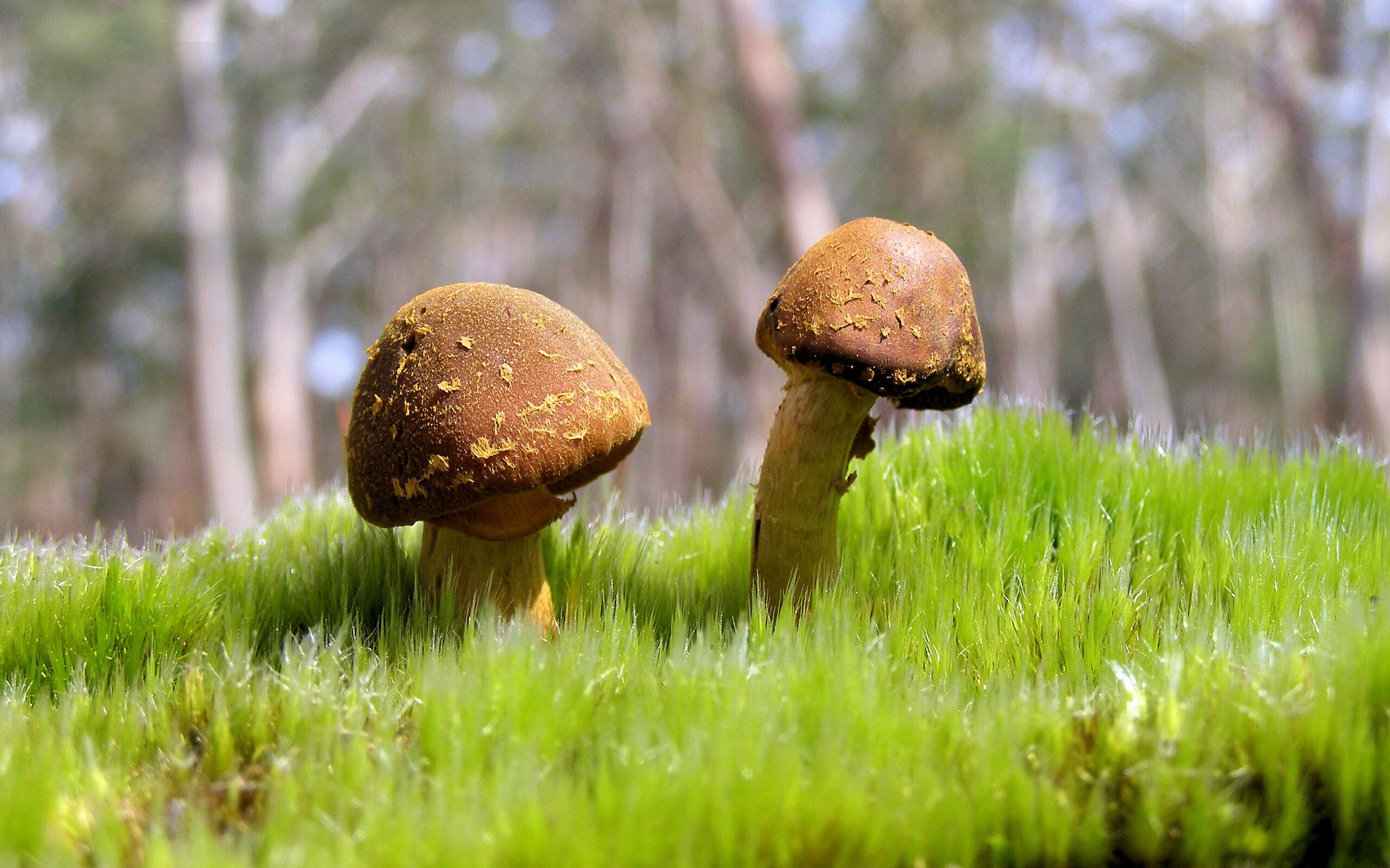 柯洁登顶积分榜围棋冠军赛,柯洁获得的世界围棋冠军